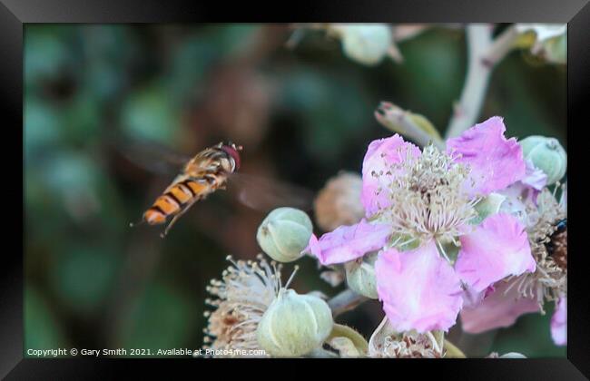Hoverfly In Flight Framed Print by GJS Photography Artist