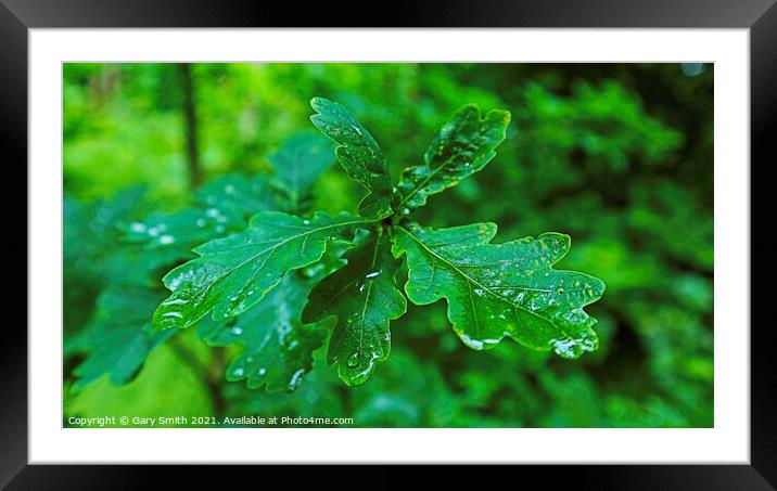 Raindrops on Leaves Framed Mounted Print by GJS Photography Artist