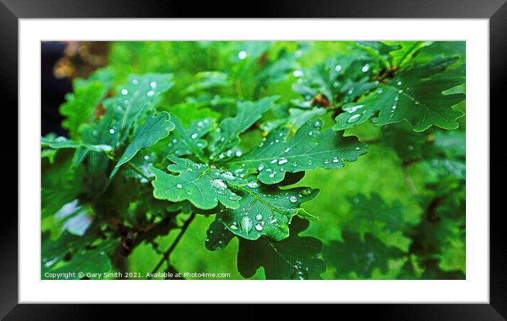 Raindrops on Leaves Framed Mounted Print by GJS Photography Artist