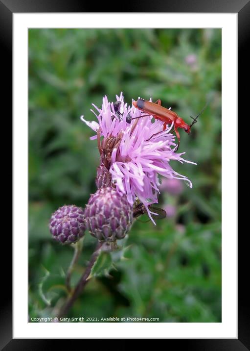 Common Red Soldier Beetle Framed Mounted Print by GJS Photography Artist