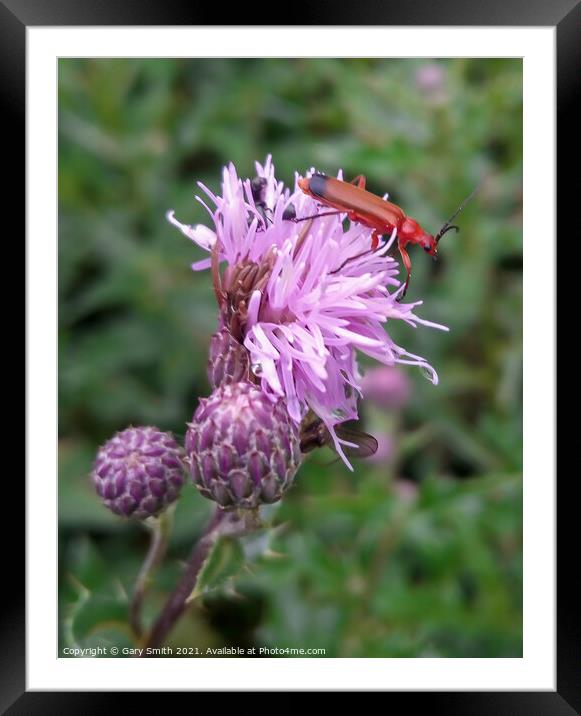 Common Red Soldier Beetle - Rhagonycha fulva Framed Mounted Print by GJS Photography Artist