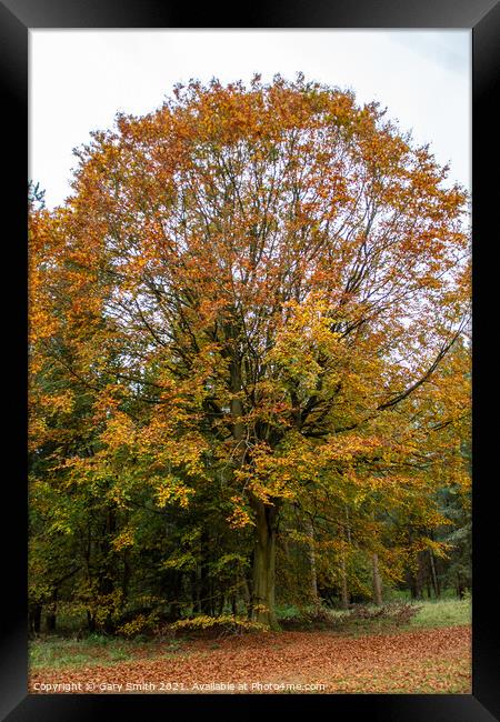 Cooper Beech Tree in Autumn Framed Print by GJS Photography Artist