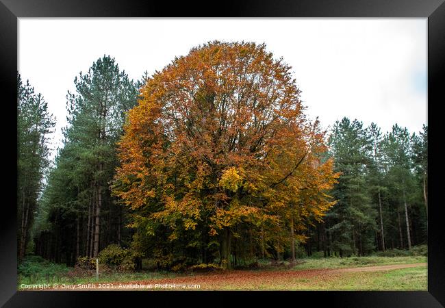 Cooper Beech Tree in Autumn Framed Print by GJS Photography Artist