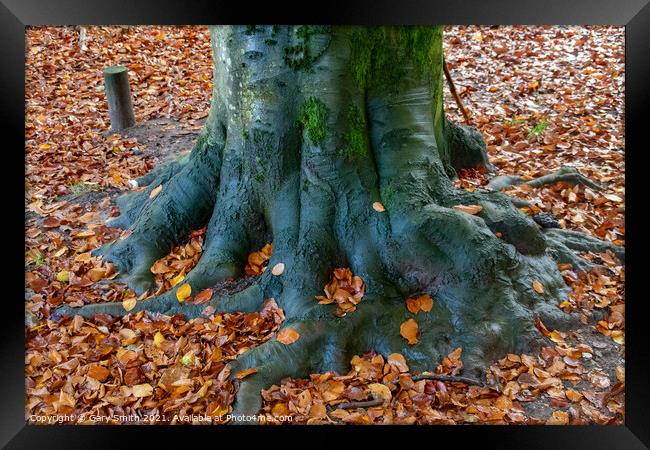 Cooper Beech Tree in Autumn Framed Print by GJS Photography Artist