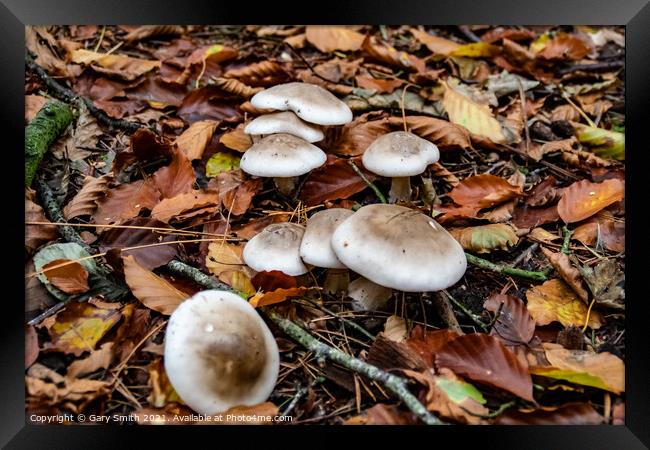 Oakbug Milkcap Mushroom Fungi Framed Print by GJS Photography Artist