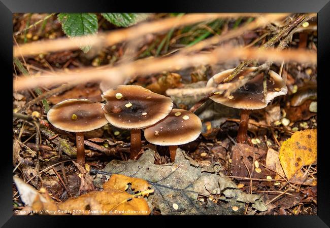 Beechwood Sickener Mushroom Fungi Framed Print by GJS Photography Artist