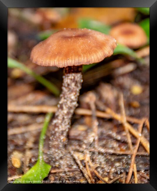 Chanterelle Mushroom Fungi Framed Print by GJS Photography Artist