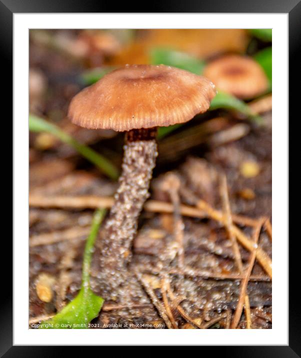 Chanterelle Mushroom Fungi Framed Mounted Print by GJS Photography Artist