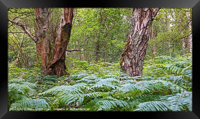 Lush Ferns and Textured Tree Bark. Framed Print by GJS Photography Artist