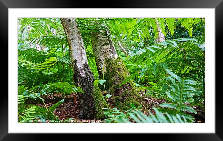 Birch Trees With Green Socks Framed Mounted Print by GJS Photography Artist