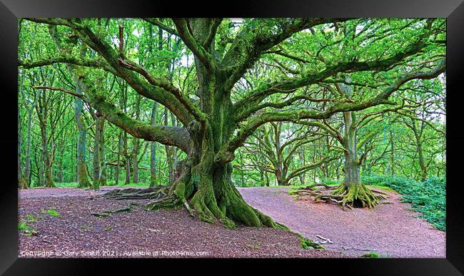 Staggered Oaks All Green Jackets on!  Framed Print by GJS Photography Artist