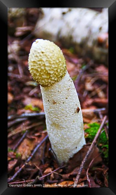Stinkhorn Fungi with Fly Framed Print by GJS Photography Artist