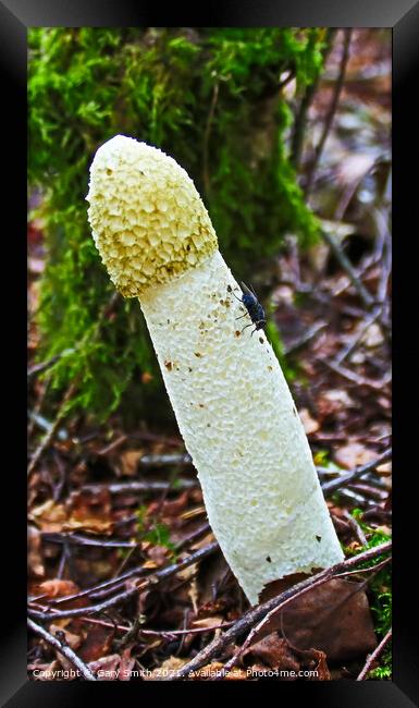 Stinkhorn Fungi & Fly Framed Print by GJS Photography Artist