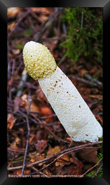 StinkHorn Fungi  Framed Print by GJS Photography Artist