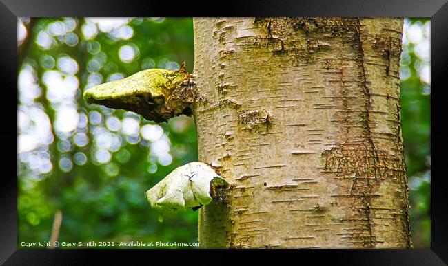 Bracket Fungi Framed Print by GJS Photography Artist