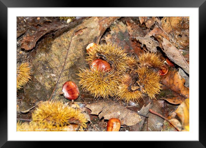 Chestnuts Fallen  Framed Mounted Print by GJS Photography Artist