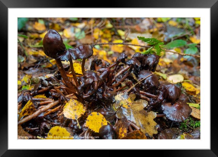 Slimy Waxcap Fungi Framed Mounted Print by GJS Photography Artist