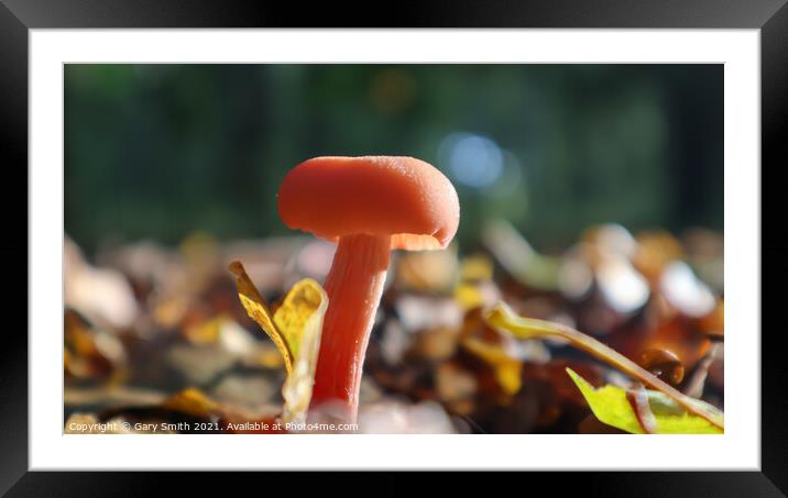 Single Pink Fungi in the Leaves Framed Mounted Print by GJS Photography Artist