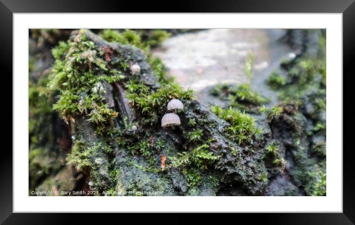 Micro Transultant Fungi  Framed Mounted Print by GJS Photography Artist