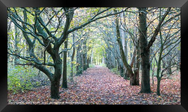 Lines of Trees and Leaf Path Framed Print by GJS Photography Artist