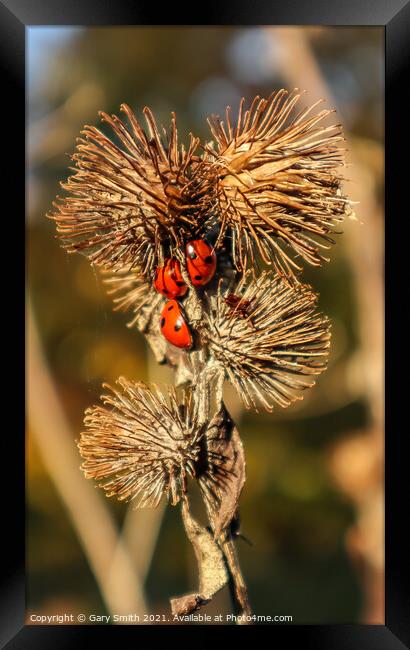 3 Ladybirds on Seeded Thistle in Autumn Sun Framed Print by GJS Photography Artist