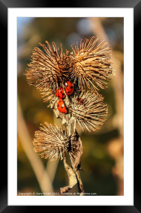 3 Ladybirds on Seeded Thistle in Autumn Sun Framed Mounted Print by GJS Photography Artist