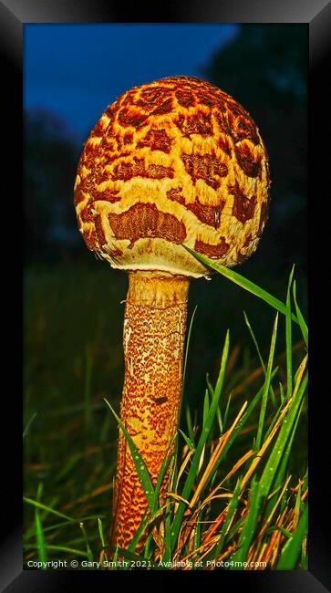 Magpie Fungus at Dusk Close Up in Detail Framed Print by GJS Photography Artist