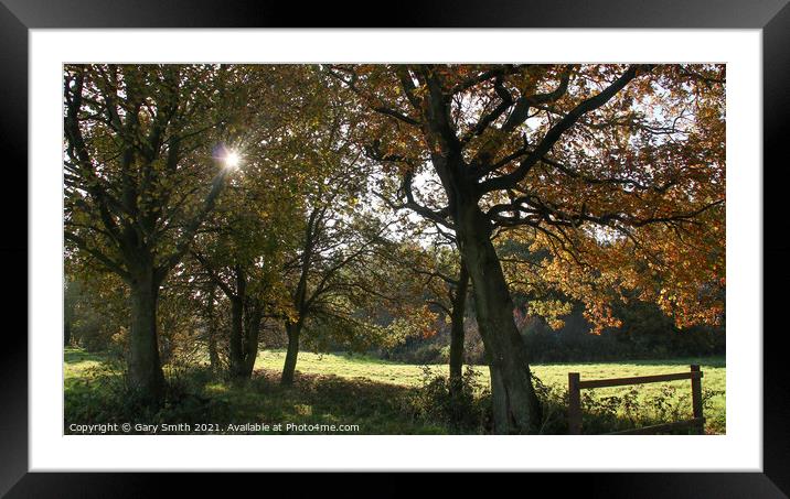 Sun Breaking Through The Branches of Autumn Leaves Framed Mounted Print by GJS Photography Artist