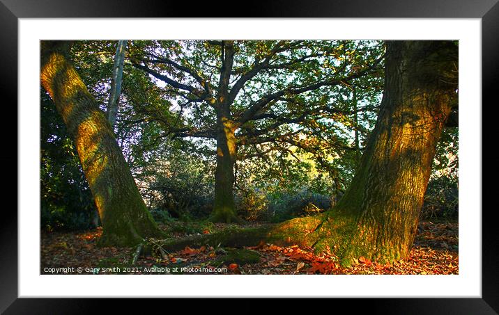 The 3 Amigos Twining Roots  Framed Mounted Print by GJS Photography Artist