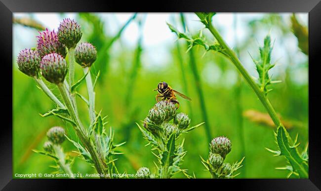 Hoverfly on Thistle Framed Print by GJS Photography Artist