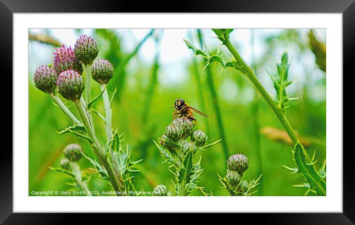 Hoverfly on Thistle Framed Mounted Print by GJS Photography Artist