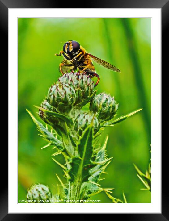 Hoverfly Closeup on Thistle Framed Mounted Print by GJS Photography Artist