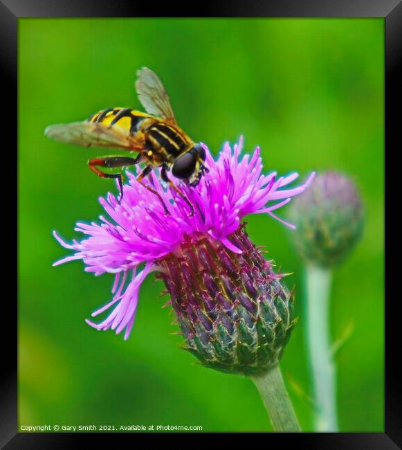 The Majestic Hoverfly A Pollinators Story Framed Print by GJS Photography Artist