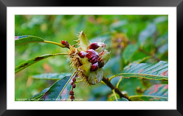Chestnuts Breaking Open Framed Mounted Print by GJS Photography Artist