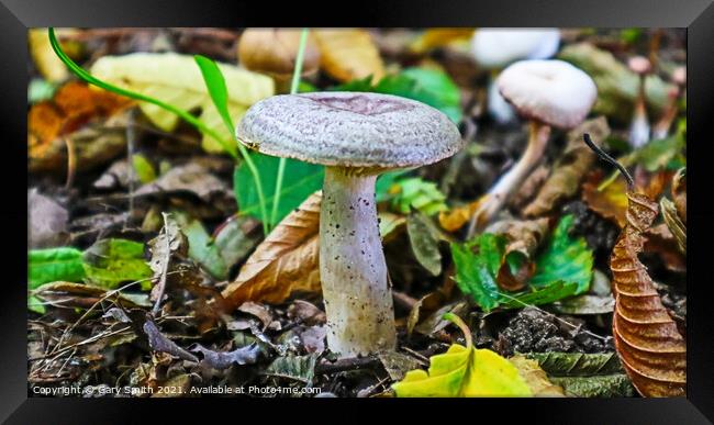 Mushroom with Texture and Colour Framed Print by GJS Photography Artist