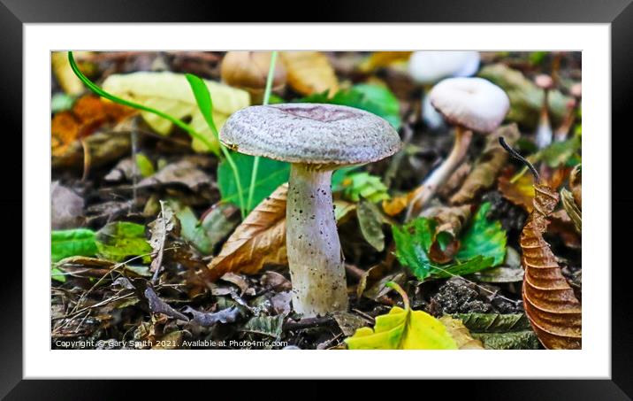 Mushroom with Texture and Colour Framed Mounted Print by GJS Photography Artist