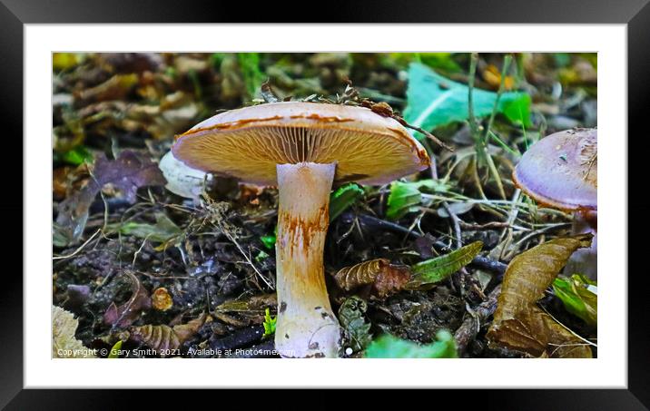 Roll Rim Mushroom  Framed Mounted Print by GJS Photography Artist