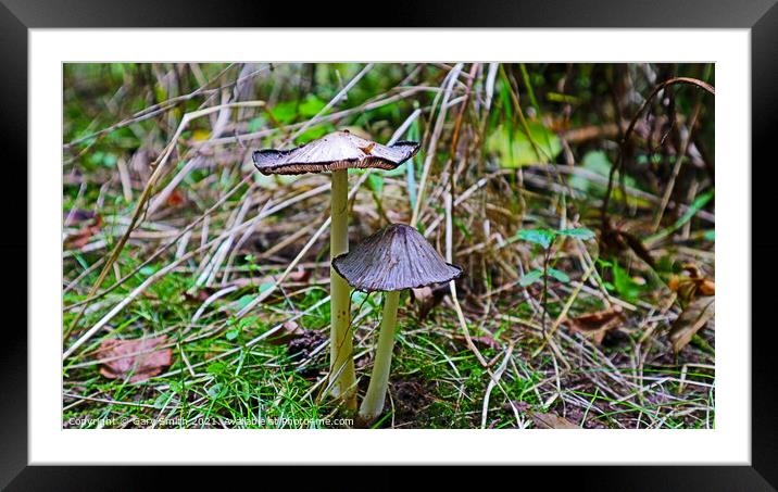 Pleated Inkcap Fungus Framed Mounted Print by GJS Photography Artist