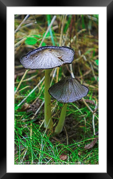 Pleated Inkcap Fungus  Framed Mounted Print by GJS Photography Artist