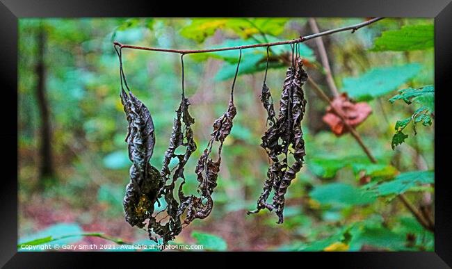 Dead Rotting Leaves Hanging  Framed Print by GJS Photography Artist