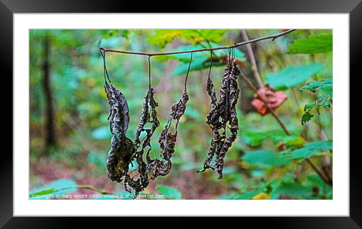 Dead Rotting Leaves Hanging  Framed Mounted Print by GJS Photography Artist