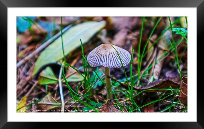 Pleated Roundhead Framed Mounted Print by GJS Photography Artist
