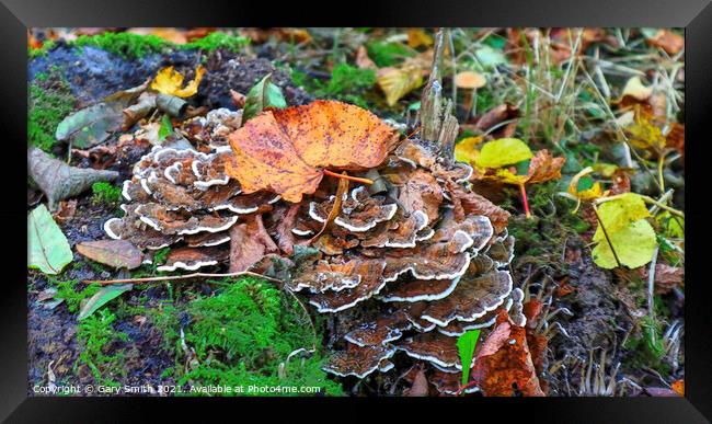 Hen of The Woods Fungi Framed Print by GJS Photography Artist