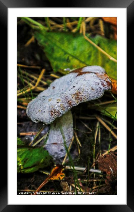Dead Fungi  Framed Mounted Print by GJS Photography Artist