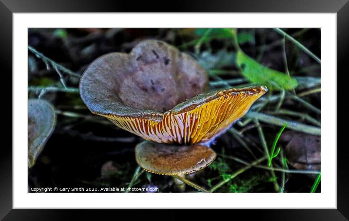 Milkcap Ribs Glowing Framed Mounted Print by GJS Photography Artist