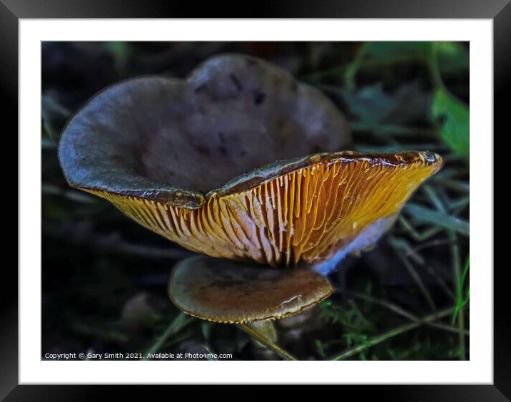 Milkcap Ribs Glowing Framed Mounted Print by GJS Photography Artist