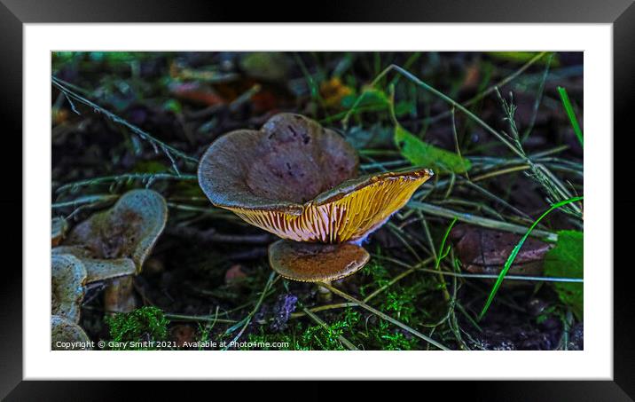 Milkcap Ribs Glowing Framed Mounted Print by GJS Photography Artist