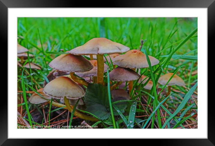 Mushroom Cluster Framed Mounted Print by GJS Photography Artist