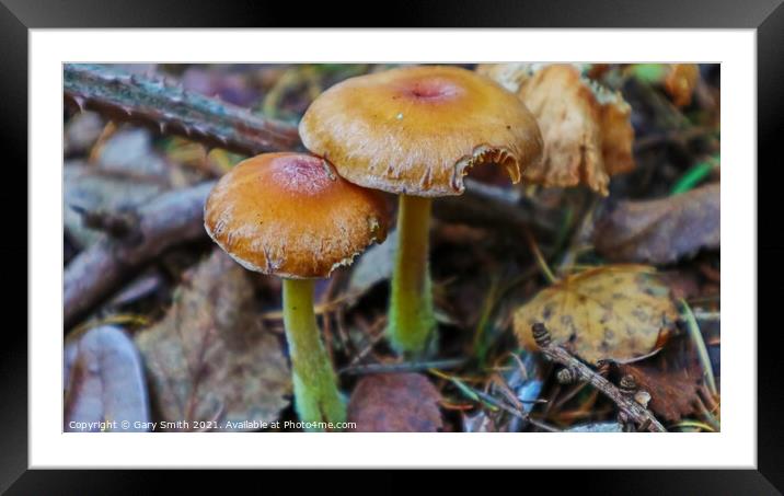 Golden Fungi Framed Mounted Print by GJS Photography Artist
