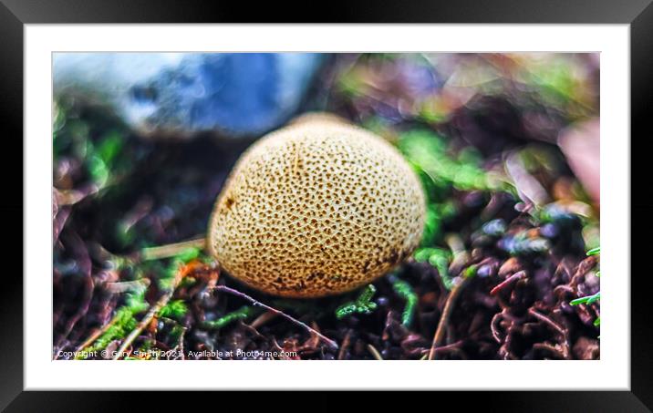 Common Earth Ball  Framed Mounted Print by GJS Photography Artist